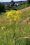 Senecio jacobaea