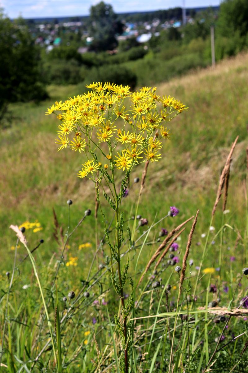 Image of Senecio jacobaea specimen.