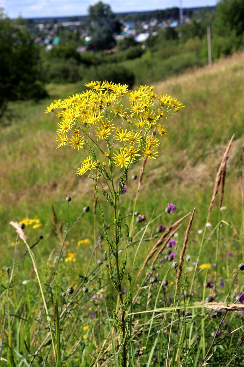 Изображение особи Senecio jacobaea.