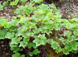 Rubus chamaemorus