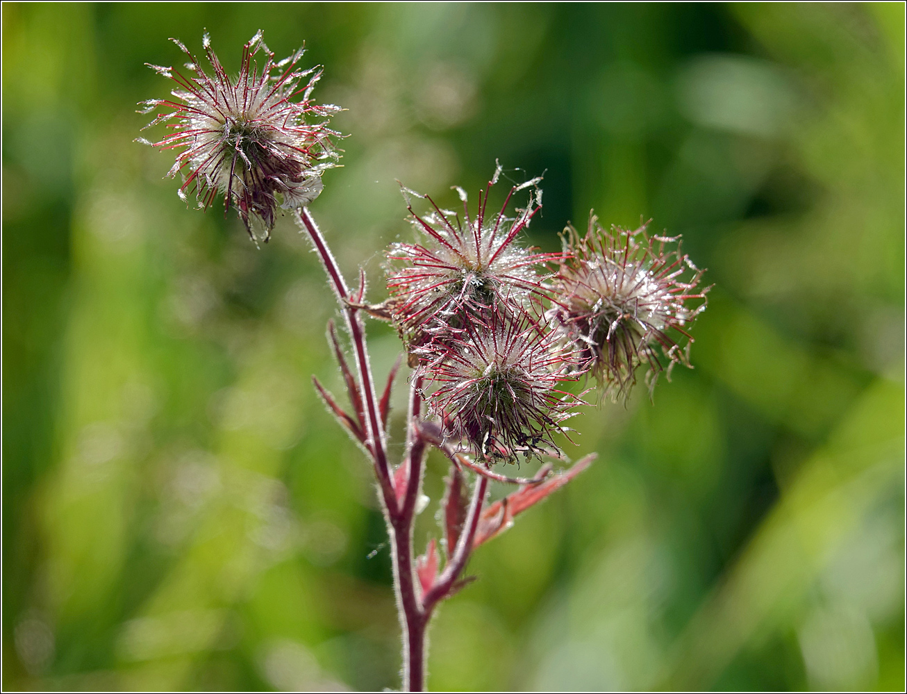 Image of Geum rivale specimen.