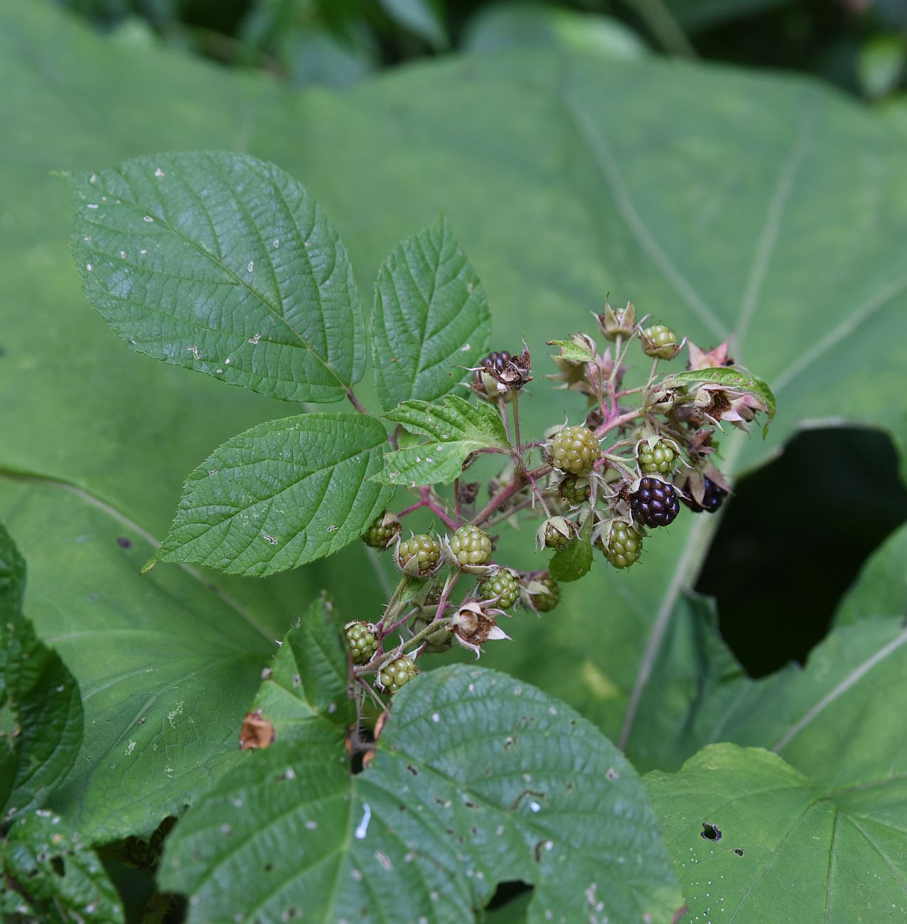 Image of Rubus caucasicus specimen.