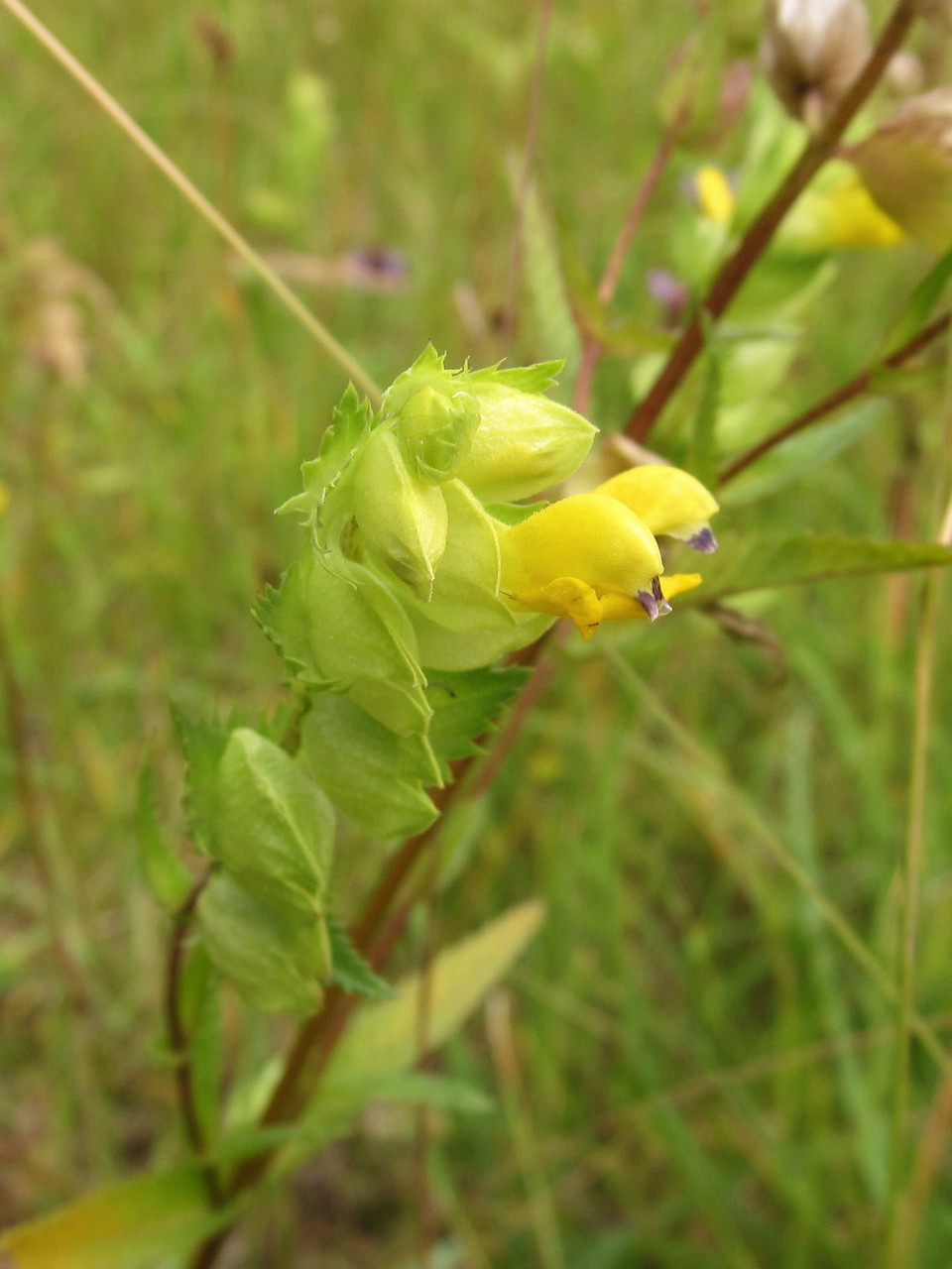 Изображение особи Rhinanthus serotinus.