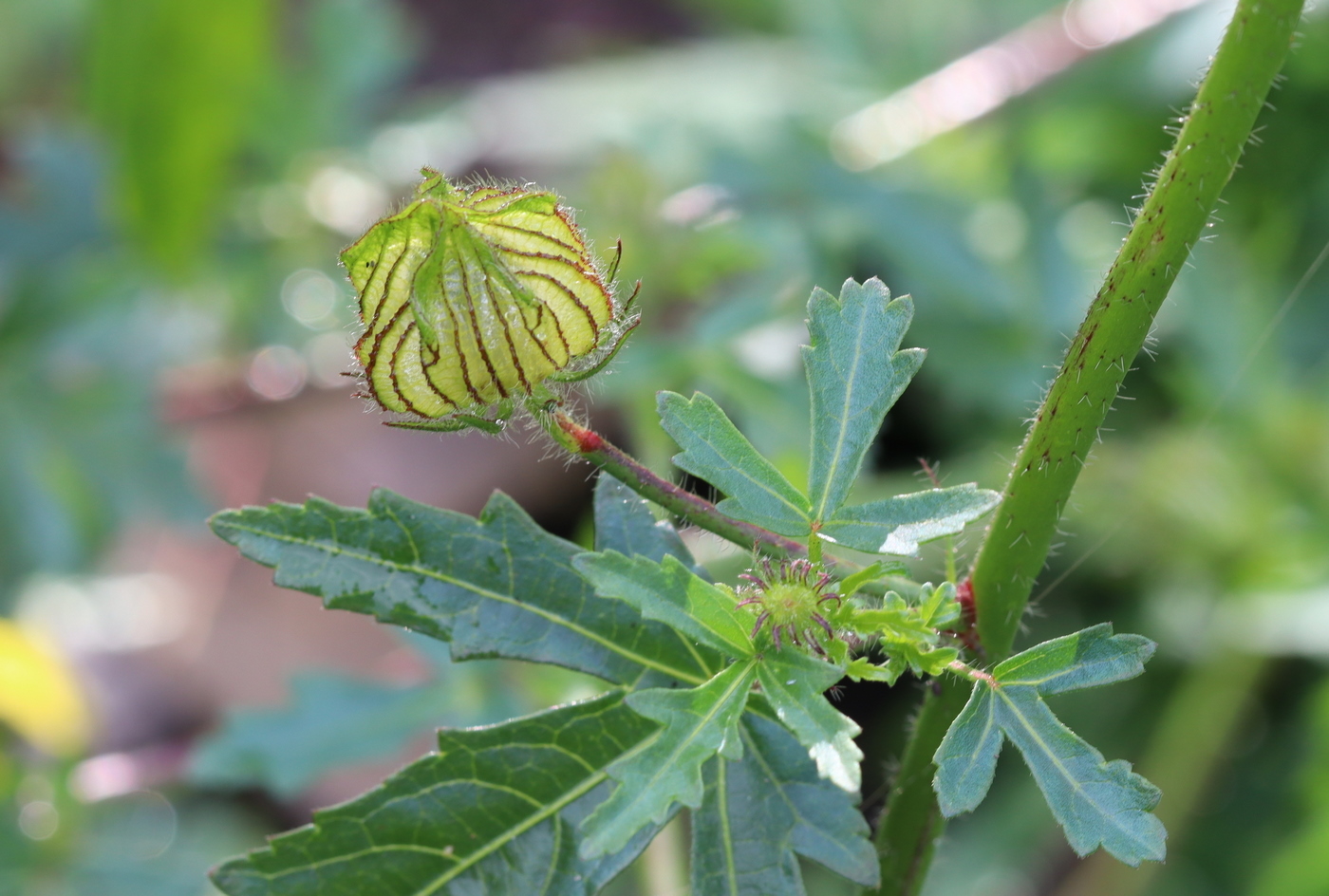 Image of Hibiscus trionum specimen.
