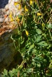 Corydalis impatiens