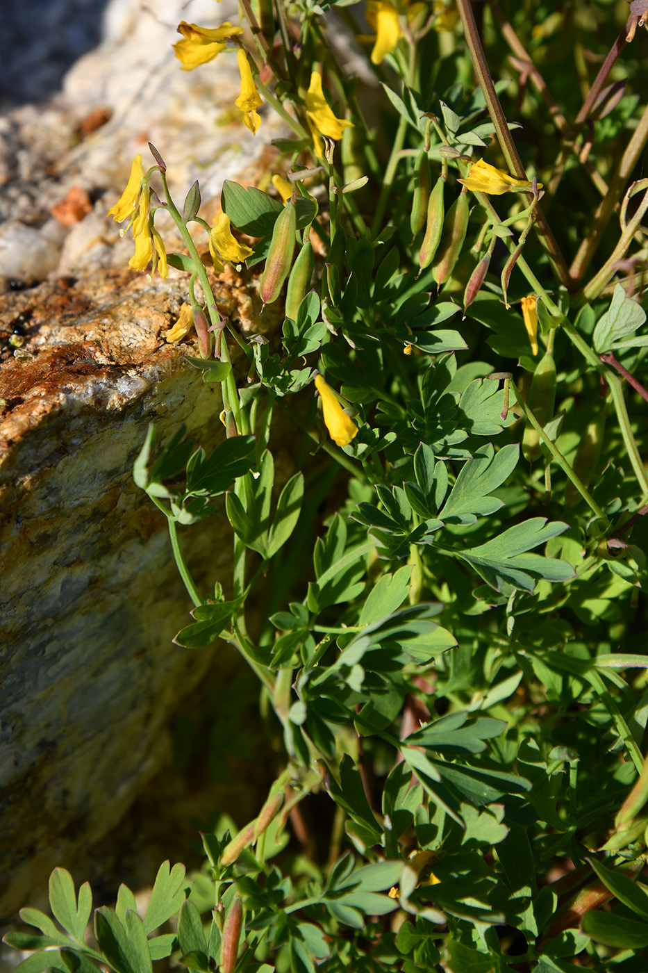 Image of Corydalis impatiens specimen.