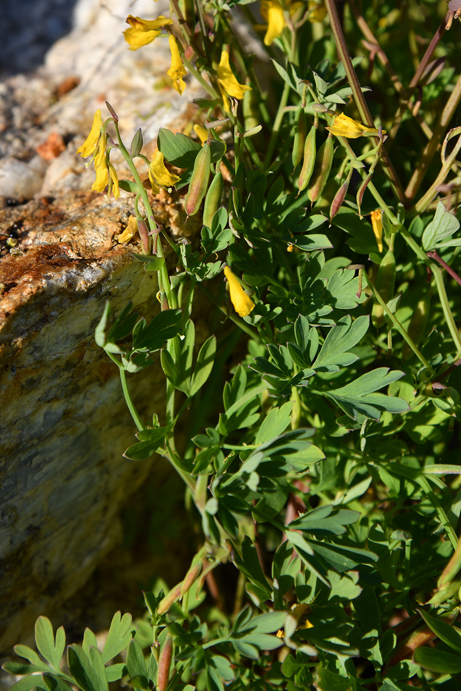 Изображение особи Corydalis impatiens.