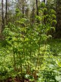 Dryopteris expansa. Растения в начале вегетации. Тверская обл., Кимрский р-н, смешанный лес. 25.05.2022.