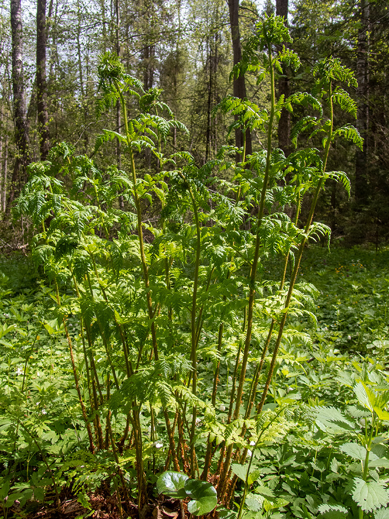 Изображение особи Dryopteris expansa.