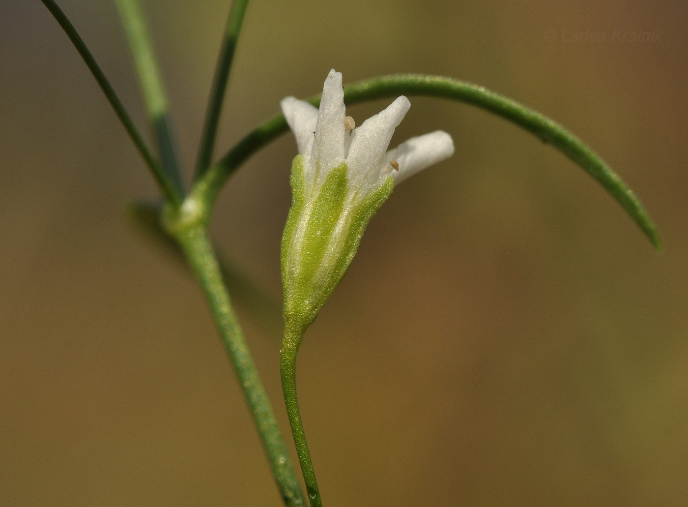 Изображение особи Psammophiliella muralis.