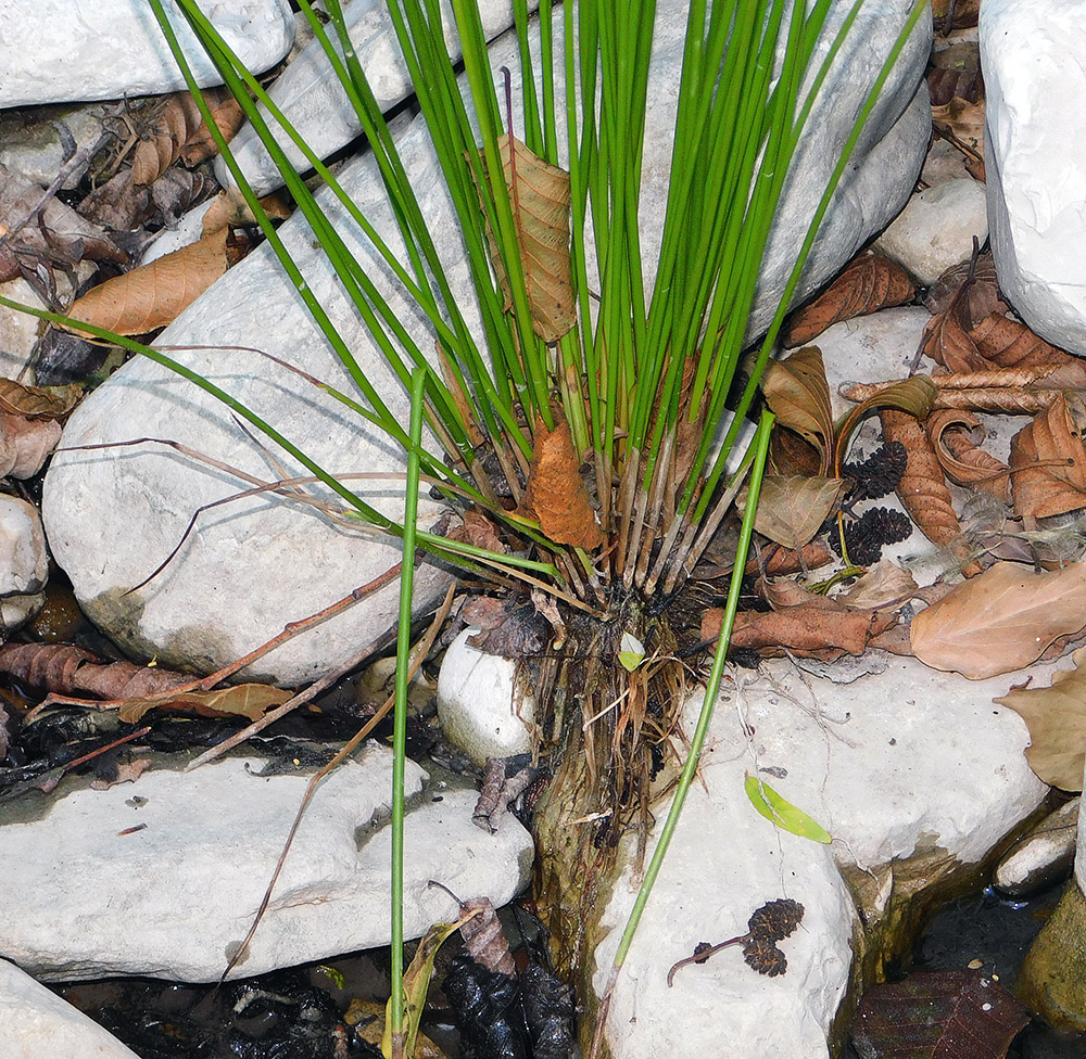 Изображение особи Juncus conglomeratus.