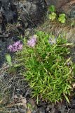 Dianthus superbus. Цветущее растение на задернованном уступе скалы. Мурманская обл., окр. пос. Дальние Зеленцы, Красная Скала. 02.08.2010.