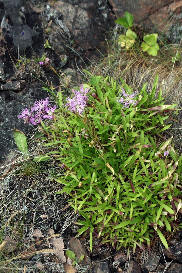 Image of Dianthus superbus specimen.