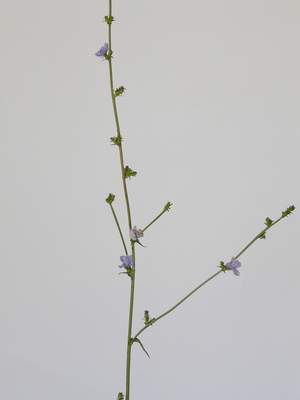 Image of Cichorium intybus specimen.