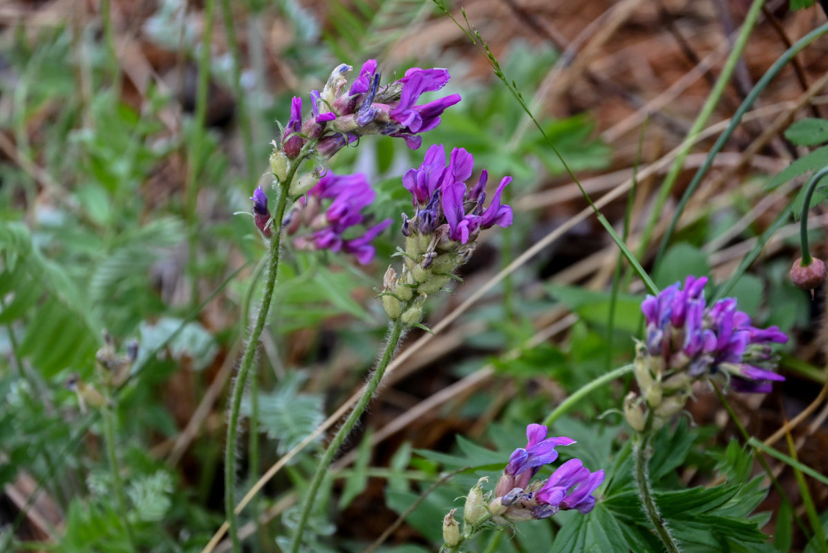 Изображение особи род Oxytropis.