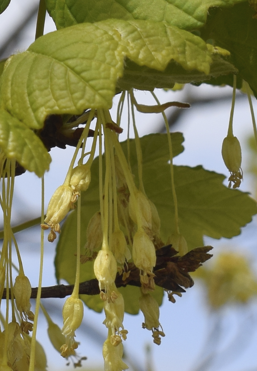 Image of Acer opalus specimen.