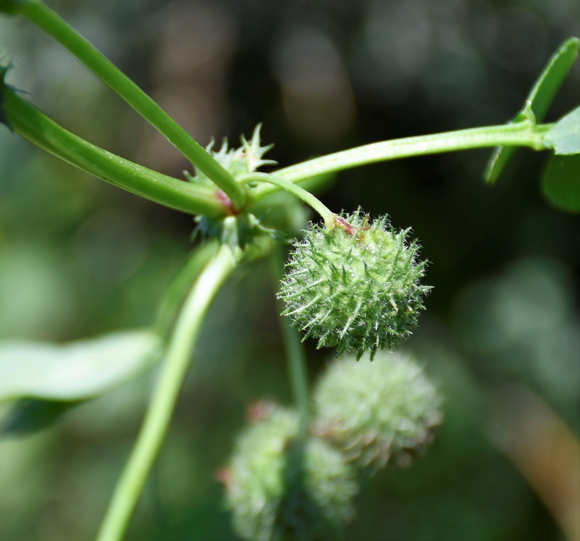 Image of Medicago intertexta ssp. ciliaris specimen.