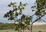Juglans regia