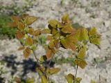 Acer tataricum