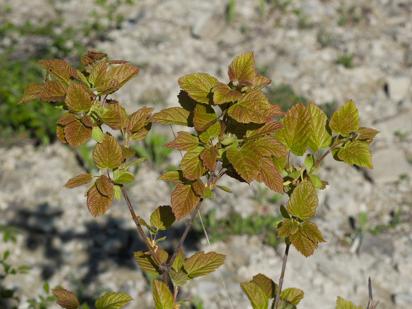 Image of Acer tataricum specimen.