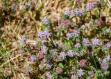 Trifolium tomentosum. Верхушки побегов с соцветиями и соплодиями. Египет, мухафаза Асуан, г. Асуан, на газоне. 03.05.2023.