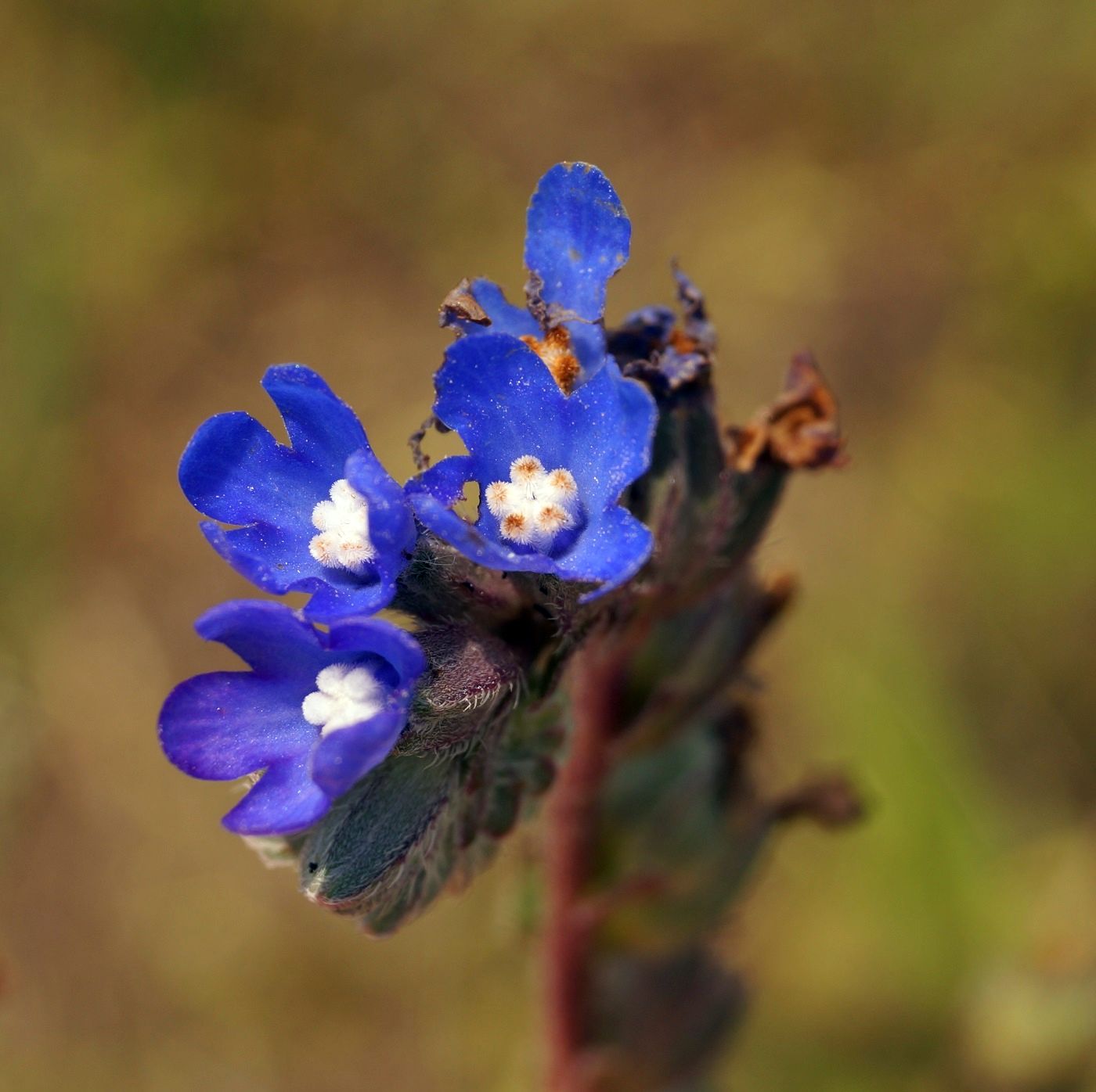 Image of Anchusa leptophylla specimen.