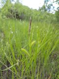 genus Carex