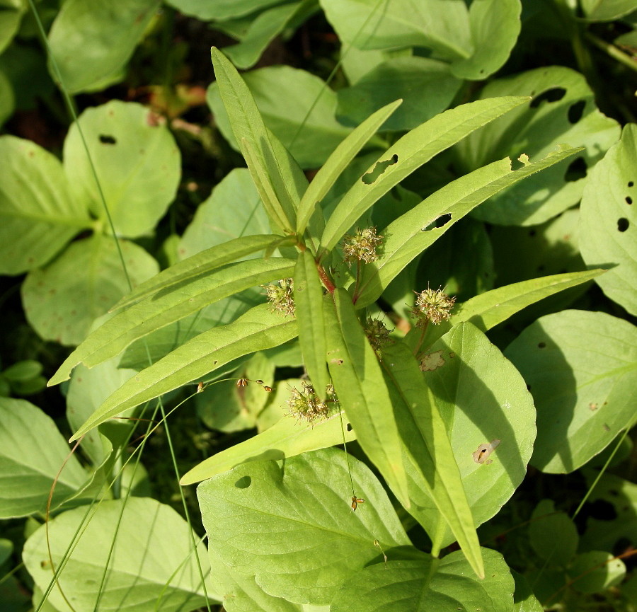 Изображение особи Naumburgia thyrsiflora.