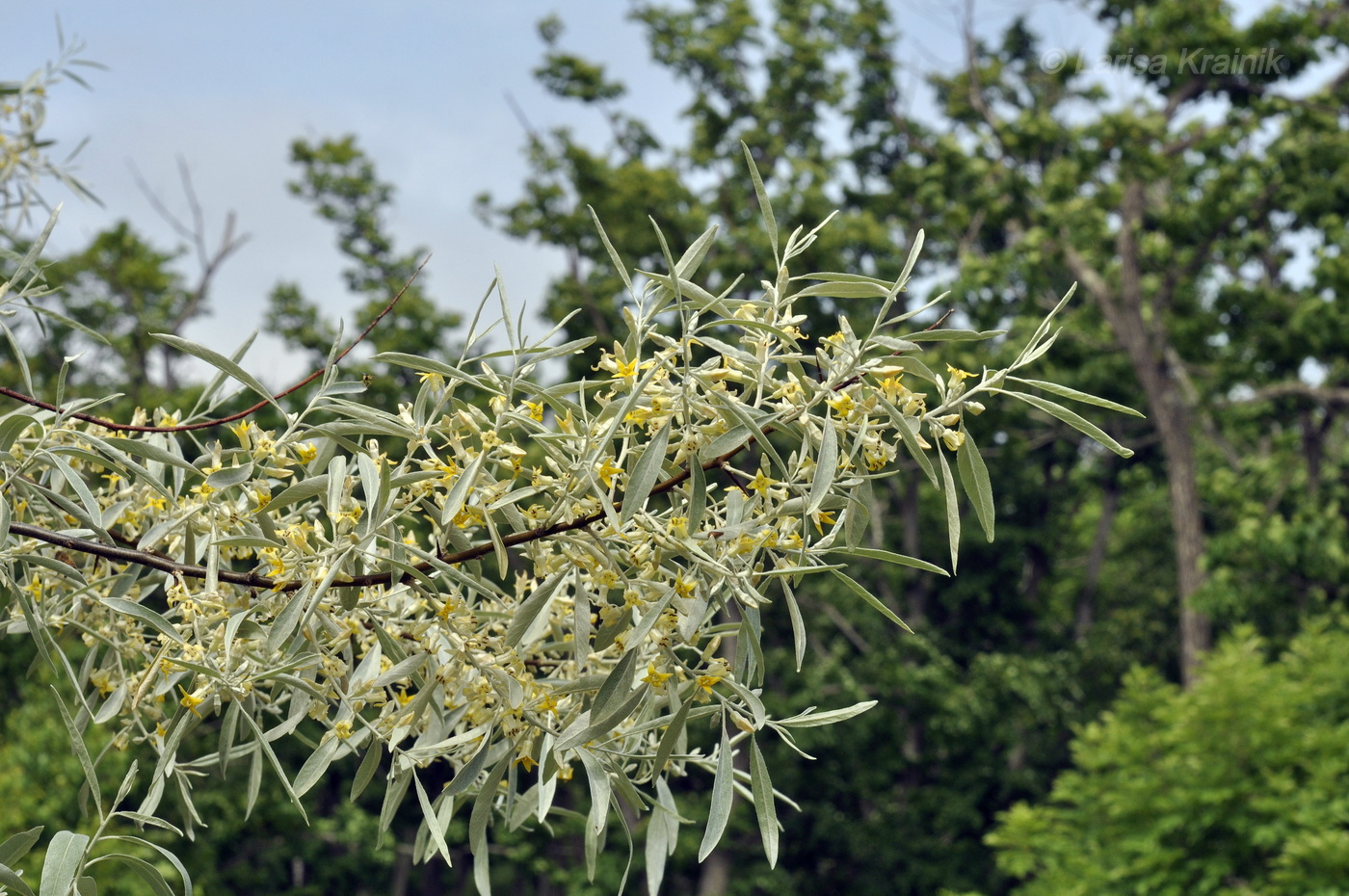 Image of Elaeagnus angustifolia specimen.