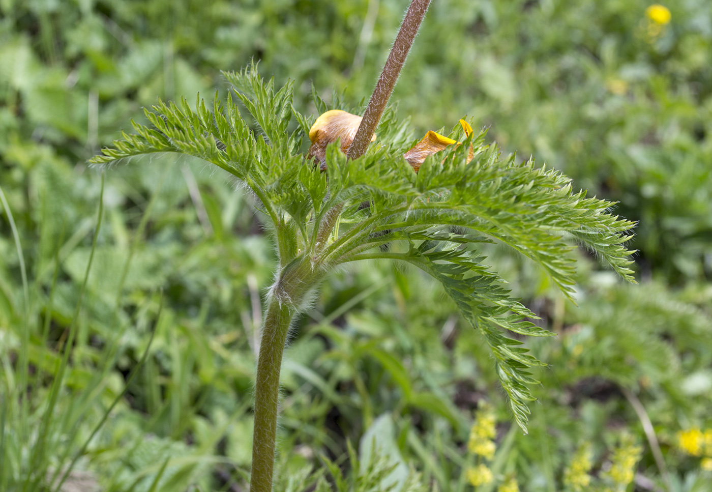 Изображение особи Pulsatilla aurea.
