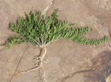 genus Thesium