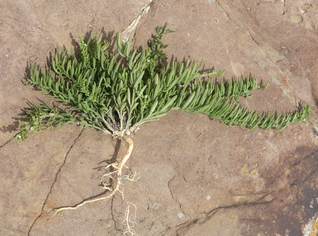 Image of genus Thesium specimen.