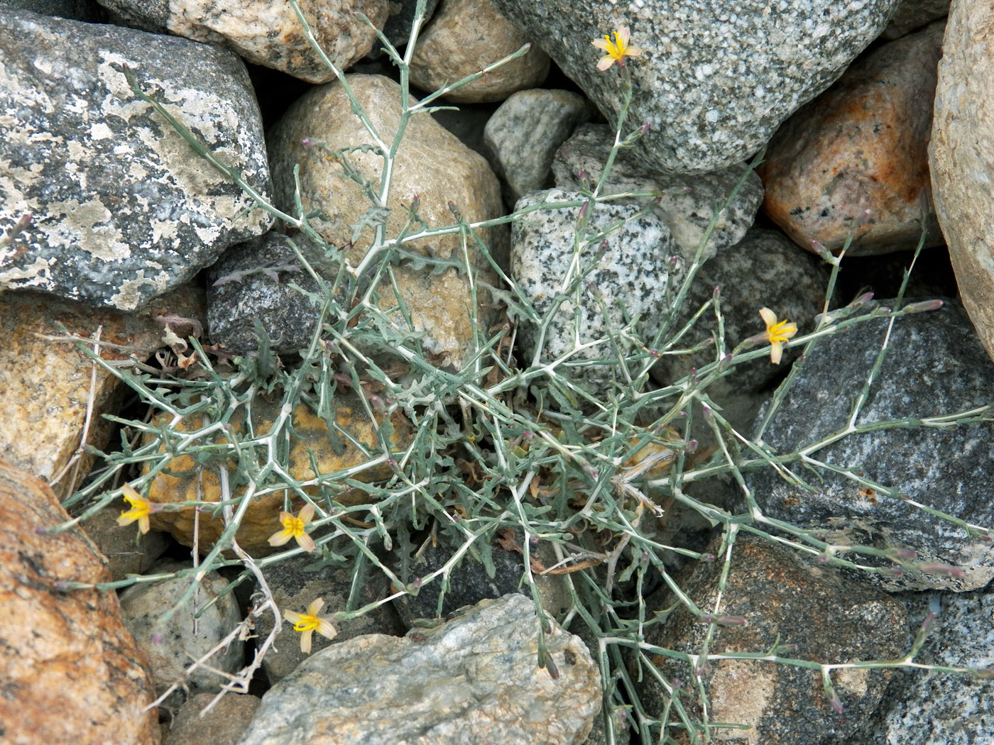 Image of Scariola orientalis specimen.