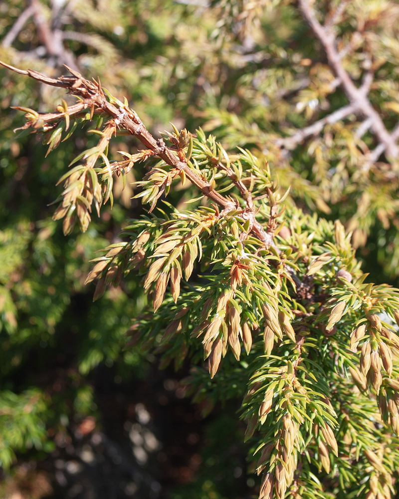 Изображение особи Juniperus sibirica.