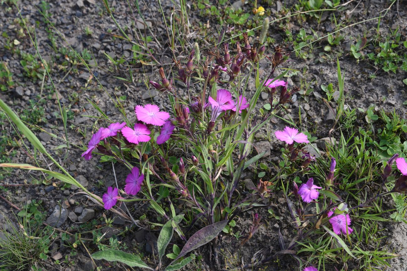 Изображение особи Dianthus imereticus.