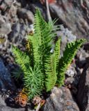 Dryopteris fragrans. Спороносящее растение в сообществе с молодыми Larix. Хабаровский край, р-н им. Полины Осипенко, долина р. Нилан, каменистый склон. 17.07.2021.