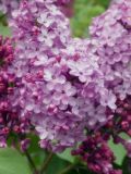 Syringa vulgaris