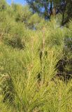Pinus pityusa