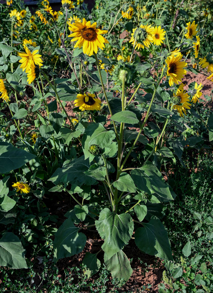 Image of Helianthus annuus specimen.