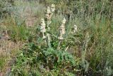 Phlomoides speciosa. Плодоносящее растение. Казахстан, Алматинская обл., хр Богуты, пер. Кокпек, 1000 м н.у.м., щебнистый закустаренный склон. 27 мая 2023 г.