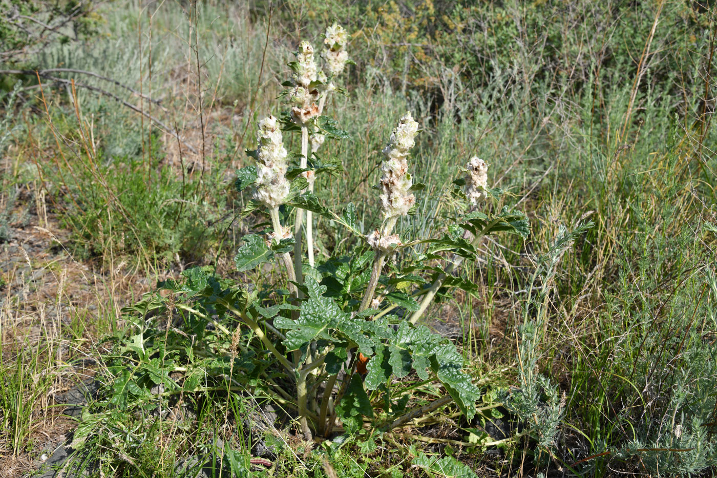 Изображение особи Phlomoides speciosa.