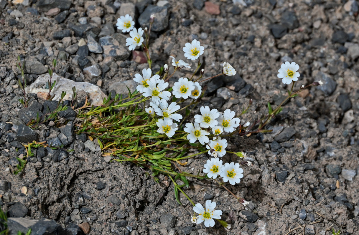 Изображение особи Dichodon cerastoides.