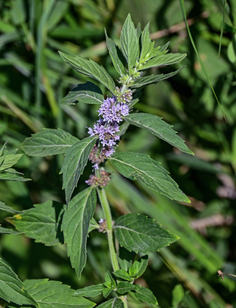 Изображение особи Mentha canadensis.