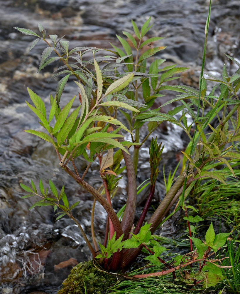 Image of Cicuta virosa specimen.