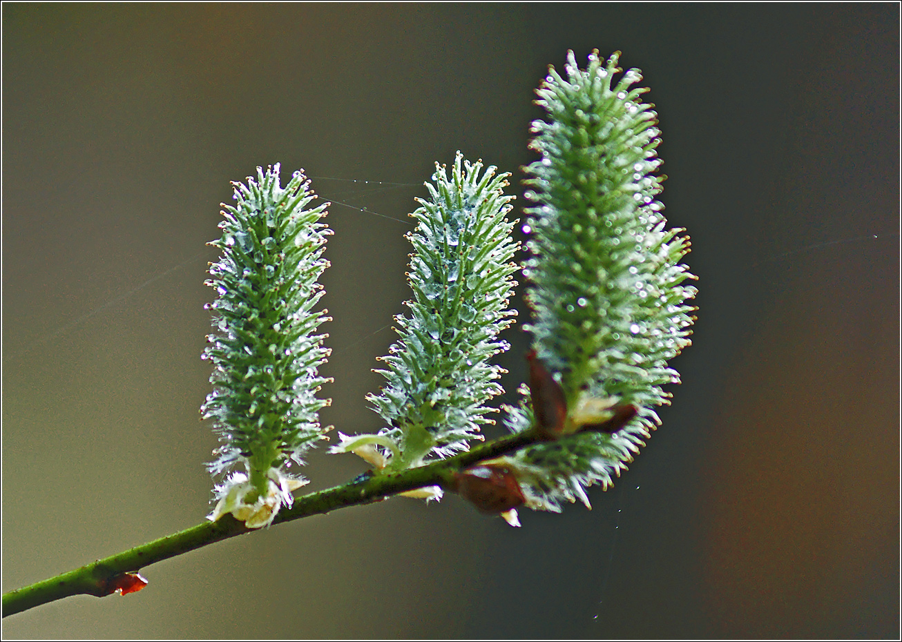 Image of genus Salix specimen.