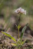 Valeriana tuberosa. Цветущее растение. Ростовская обл., Мартыновский р-н, окр. хут. Несмеяновка, правый берег р. Сал, степной склон. 07.04.2024.