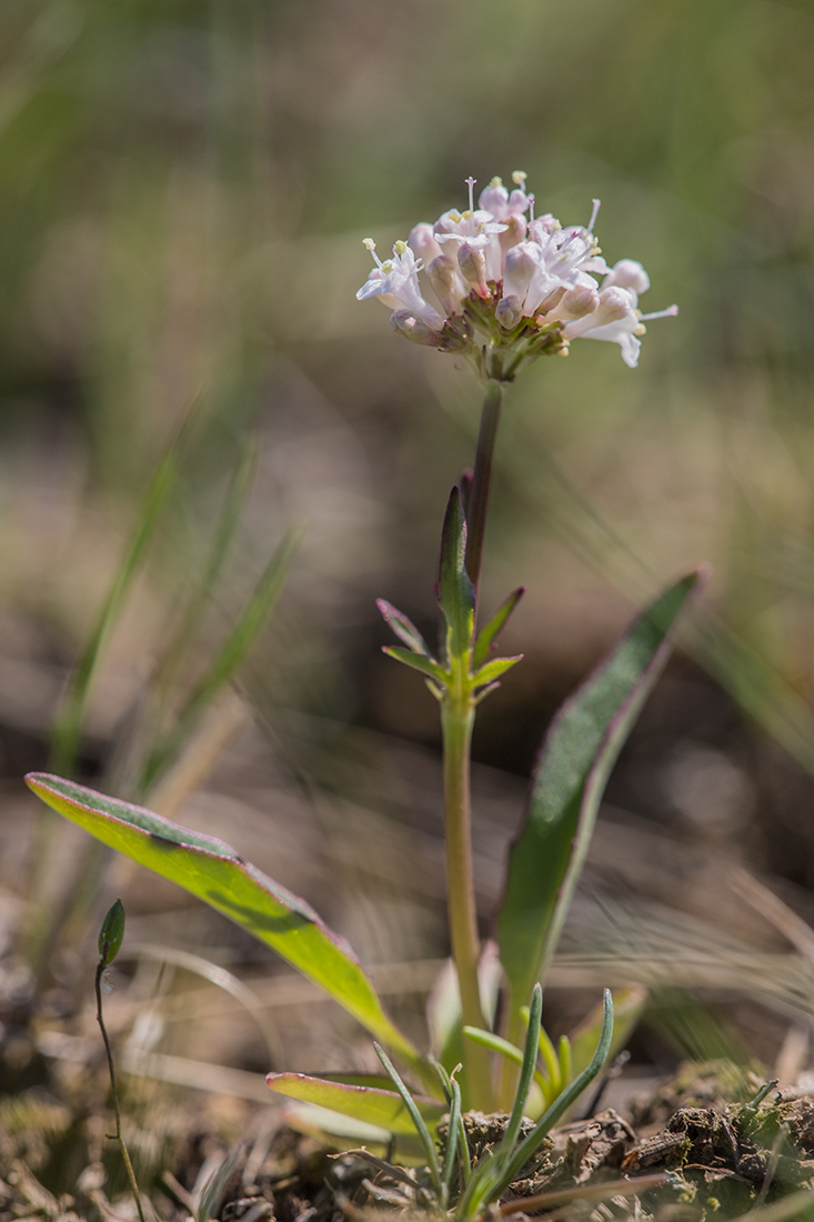 Изображение особи Valeriana tuberosa.