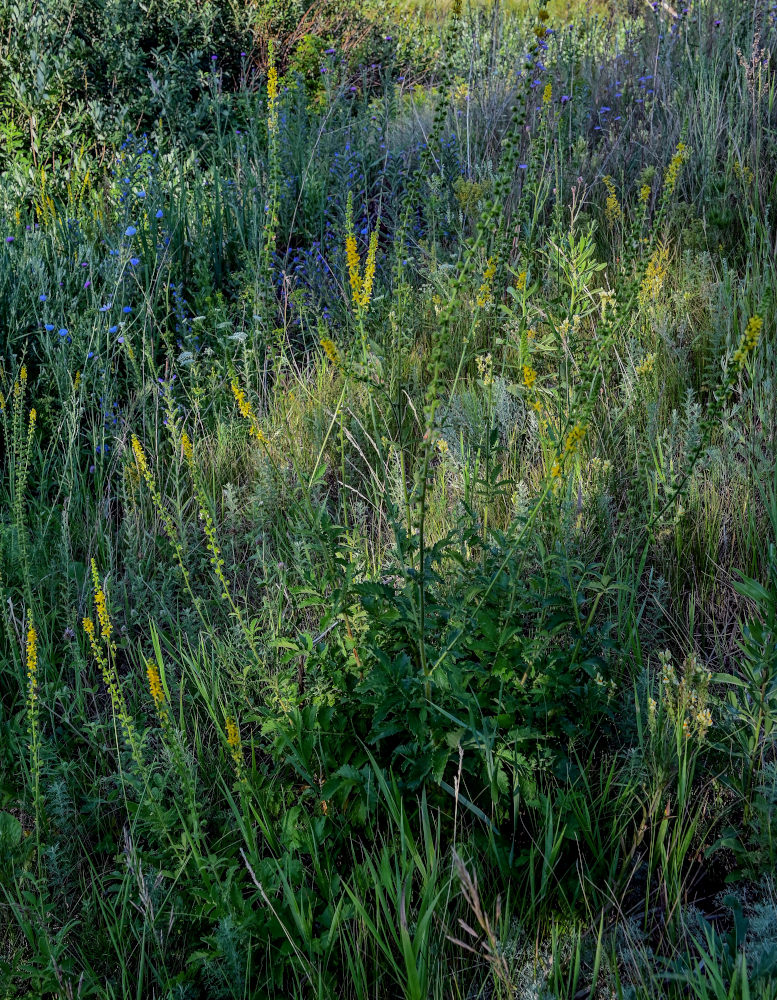 Изображение особи Agrimonia eupatoria.