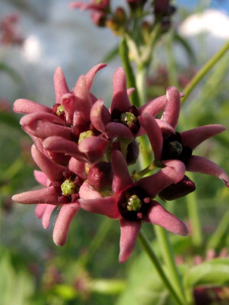 Image of genus Vincetoxicum specimen.