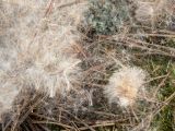 Typha angustifolia